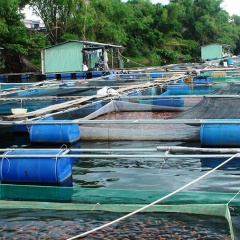 Nghề lưới lồng: Khát vọng trong từng mắt lưới